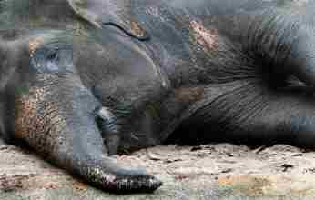 Ινδία: Νεκρή έγκυος ελεφαντίνα που έφαγε ανανά με κροτίδα