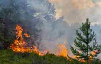 Δασικές πυρκαγιές στη Μεσόγειο: αιτίες, επιπτώσεις, αναγέννηση δασών