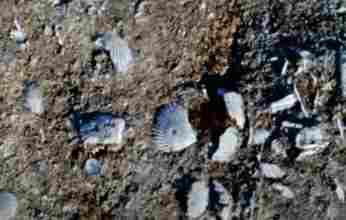 Χιλιάδες απολιθωμένα κοχύλια σε χωματόδρομο στη Νότια Λακωνία