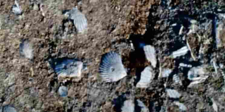 Χιλιάδες απολιθωμένα κοχύλια σε χωματόδρομο στη Νότια Λακωνία