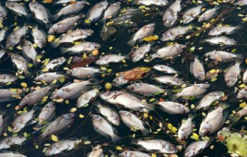 Ισπανία: 4,5 τόνοι νεκρών ψαριών ξεβράστηκαν σε λιμνοθάλασσα