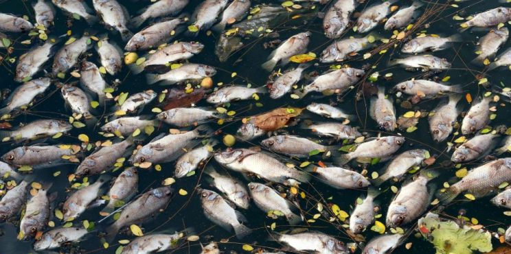 Ισπανία: 4,5 τόνοι νεκρών ψαριών ξεβράστηκαν σε λιμνοθάλασσα