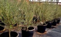 Εξαιρετική πρωτοβουλία δωρεάν διάθεσης ελαιοδένδρων από την  “Hellenic Plants”
