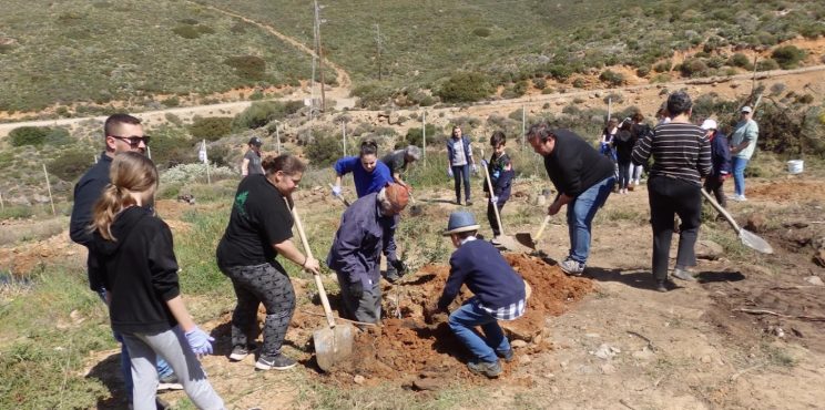 Εθελοντική φύτευση 100 ελαιόδεντρων στη Σκύρο με τη χορηγία της Hellenic Plants , που εδρεύει στο Ξυλόκαστρο