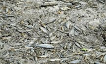 Οκτώ τόνοι ψαριών πέθαναν από ασφυξία λόγω έντονης ξηρασίας, σε λίμνη στη Γαλλία