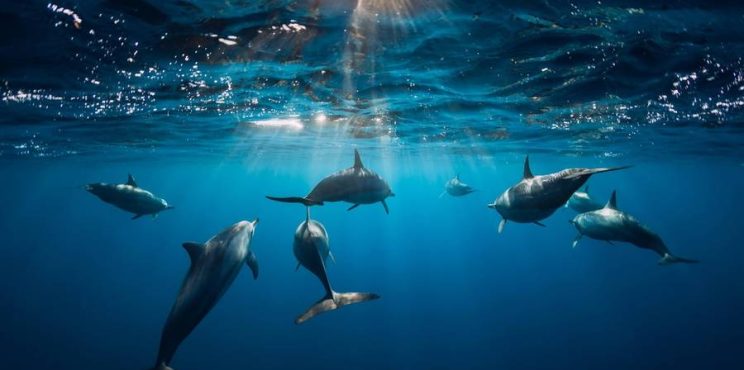 Παγκοσμίως Μοναδικά Δελφίνια στον Κορινθιακό!