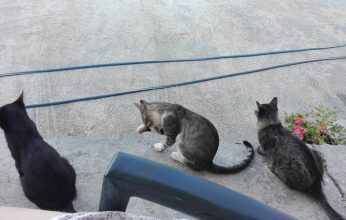 Παγκόσμια Ημέρα των Ζώων – Οι ρίζες των δικαιωμάτων τους