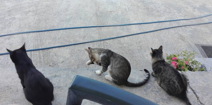 Παγκόσμια Ημέρα των Ζώων – Οι ρίζες των δικαιωμάτων τους Παγκόσμια Ημέρα των Ζώων – Οι ρίζες των δικαιωμάτων τους