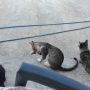 Παγκόσμια Ημέρα των Ζώων – Οι ρίζες των δικαιωμάτων τους
