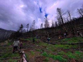 Η δενδροφύτευση της Καστανιάς, το «άλμα λογικής» του τοπικού Προέδρου και το «γιούπι γιαγιά» με την πατρότητα της δράσης
