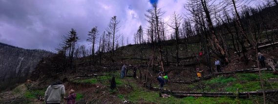 Η δενδροφύτευση της Καστανιάς, το «άλμα λογικής» του τοπικού Προέδρου και το «γιούπι γιαγιά» με την πατρότητα της δράσης