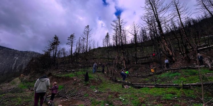 Η δενδροφύτευση της Καστανιάς, το «άλμα λογικής» του τοπικού Προέδρου και το «γιούπι γιαγιά» με την πατρότητα της δράσης