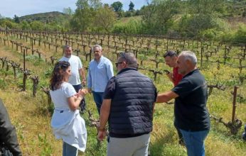 Δημήτρης Πιστεύος: Πράξεις και όχι διαπιστώσεις για τους πληγέντες από τον παγετό – Πρόταση για ίδρυση αυτοτελούς Γραφείου Αγροτικής Μέριμνας