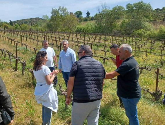 Δημήτρης Πιστεύος: Πράξεις και όχι διαπιστώσεις για τους πληγέντες από τον παγετό – Πρόταση για ίδρυση αυτοτελούς Γραφείου Αγροτικής Μέριμνας