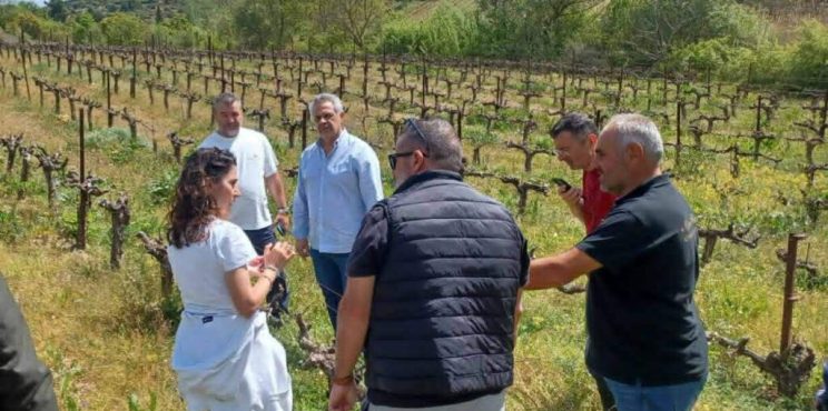 Δημήτρης Πιστεύος: Πράξεις και όχι διαπιστώσεις για τους πληγέντες από τον παγετό – Πρόταση για ίδρυση αυτοτελούς Γραφείου Αγροτικής Μέριμνας